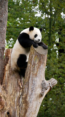 Young giant panda on a tree