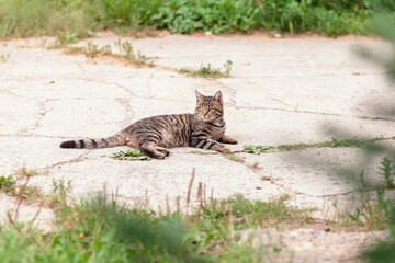 Domestic tabby cat lying down on stone path outdoors at summer