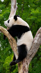 Young giant panda on a tree