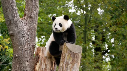 Rolgordijnen Young giant panda on a tree © D. Pfleiderer