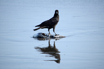 浜辺のカラス