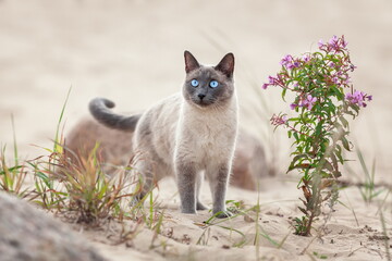 Young domestic thai cat walking on the sand beach at summer. Pet outdoors. - Powered by Adobe