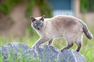 Obraz premium Young domestic thai cat walking on the sand beach at summer. Pet outdoors.