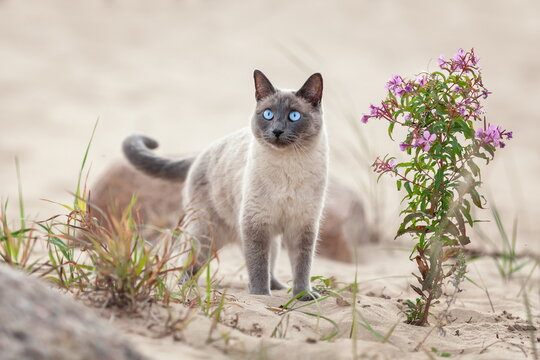 Young domestic thai cat walking on the sand beach at summer. Pet outdoors.