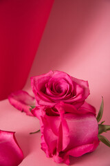 red roses on pink background. Valentine's Day concept