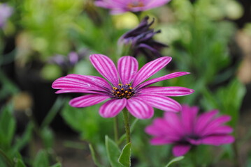 Obraz premium flowers