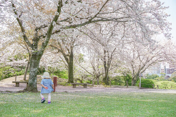 Fototapeta premium 桜の咲く公園を赤ちゃんとお散歩