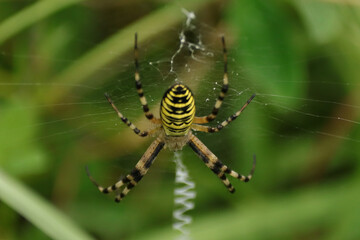 Argiope frelon --- Argiope fasciée (Argiope bruennichi)