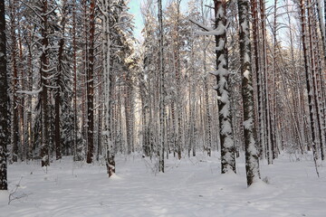 Winter frosty forest. There is a lot of snow and trees in the snow.