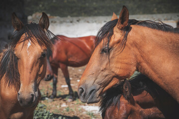 Obraz premium Browne horse portrait in the farm.