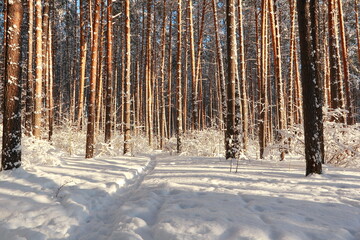 Fototapeta premium Winter frosty forest. There is a lot of snow and trees in the snow.