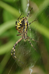 Argiope frelon --- Argiope fasciée (Argiope bruennichi)