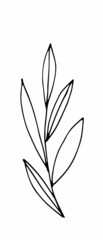 herb. Hand drawn vector herb in doodle style outline