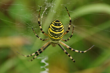 Argiope frelon --- Argiope fasciée (Argiope bruennichi)