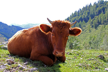 Fototapeta na wymiar Kuh auf einer Alm in den Bergen