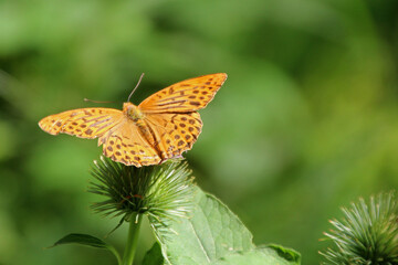 Schmetterling Kaisermantel