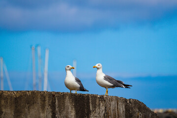 seagulls on the beach