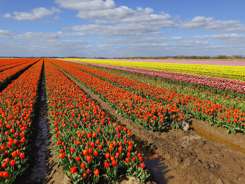 Typical Dutch tullip countryside with various colors of beautiful flowers like orange, yellow and pink in early season, the Netherlands