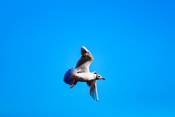seagull in flight