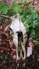 Skull of a dead cow on the ground
