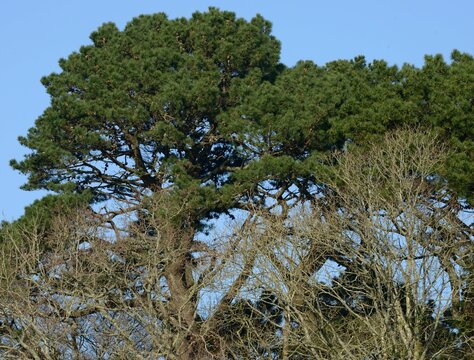 les arbres dans l'agglomération de Douarnenez en Bretagne France
