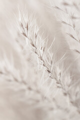 Fluffy dried small beige flowers and beautiful white fluff branches in front on light blur background vertical macro