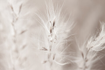 Fluffy dried small beige flowers and beautiful white fluff buds in front on light blur background macro