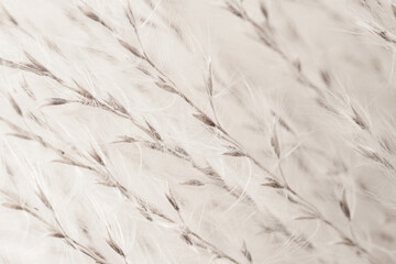 Fluffy dried small beige flowers beautiful white fluff branches with seeds on light blur background macro