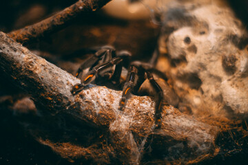 hunter spider sit in cell