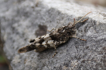 Criquet à ailes bleues --- Œdipode turquoise (Oedipoda caerulescens)