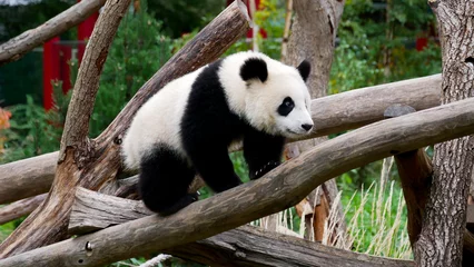 Foto op Plexiglas Young giant panda climbing on a tree © D. Pfleiderer