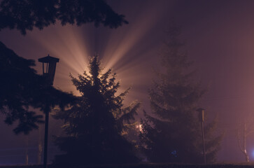 rays through the tree into the fog