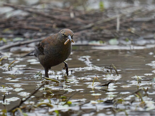 Rusty blackbird, bird