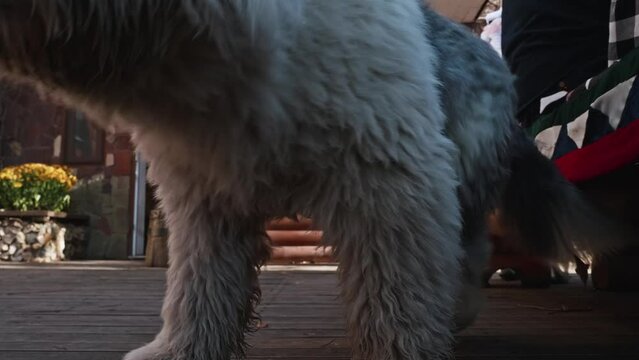 Close up view of adult bobtail sitting on floor of backyard