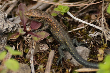 Lézard vivipare (Zootoca vivipara)