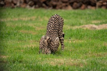 Spotted Cheetah with its head in the ground looking very funny and comical. Hunting for something in the ground.