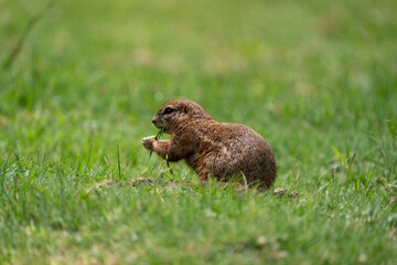 Fantail Squirrels scrounging for food and nuts on the ground while playing with each other in a nature conservation reserve. 