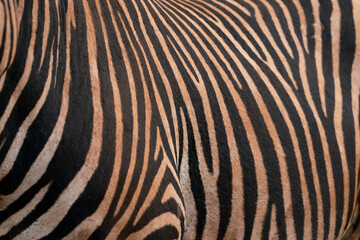 Zebra pattern hide showing the textures and patterns of the beauty of nature