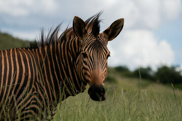 Fototapeta na wymiar Very dirty Striped Zebra Portrait standing in the wind in the lush green bushveld of South Africa
