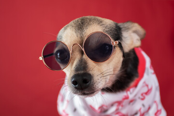 funny dog is going on a trip, terrier puppy in sunglasses and a t-shirt on a red background