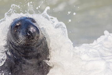 Elegant grey seal wrapped in sea water. Wildlife photography close-up of adult male grey seal.