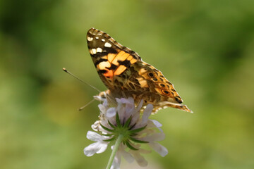 Belle Dame (Vanessa cardui)