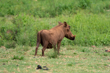 Fototapeta premium Female adult warthog vlakvark pooping in the lush green bushveld of South Africa. squeezing behind a small tuft of grass to hide its modesty.