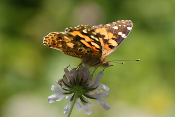Belle Dame (Vanessa cardui)