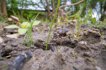 macro shot of a ant with wings on the ground