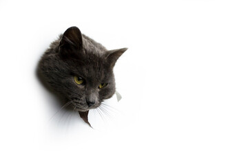 The head of a gray cat on a white background.