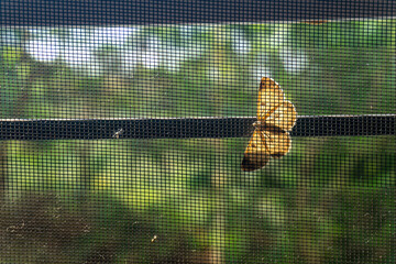 Butterflies and mosquito nets during the day