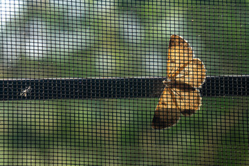Butterflies and mosquito nets during the day
