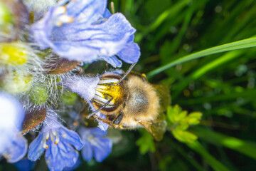 macro shot of a bee collecting nectar of a violet