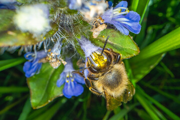 macro shot of a bee collecting nectar of a violet